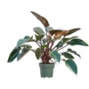 Philodendron 'Red Beauty' Bush