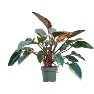 Philodendron Toef