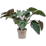 Philodendron ‘Red Beauty’ Bush