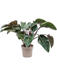 Philodendron Struik