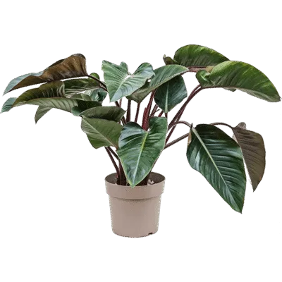 Philodendron ‘Red Beauty’ Bush