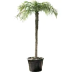 Dwerg Dadelpalm – Stam (180-200)
