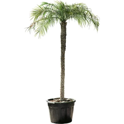 Dwerg Dadelpalm – Stam (180-200)