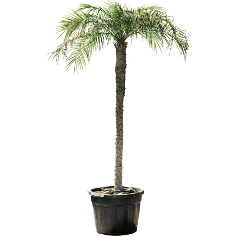 Dwerg Dadelpalm – Stam (180-200) kopen bij Plantscount