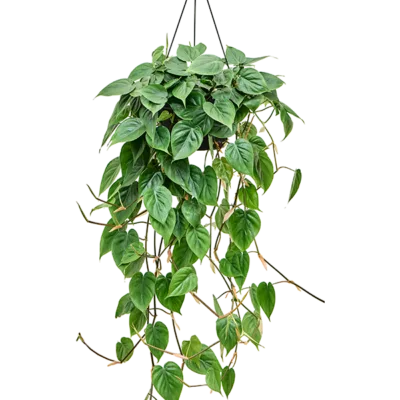 Philodendron scandens (100-150)