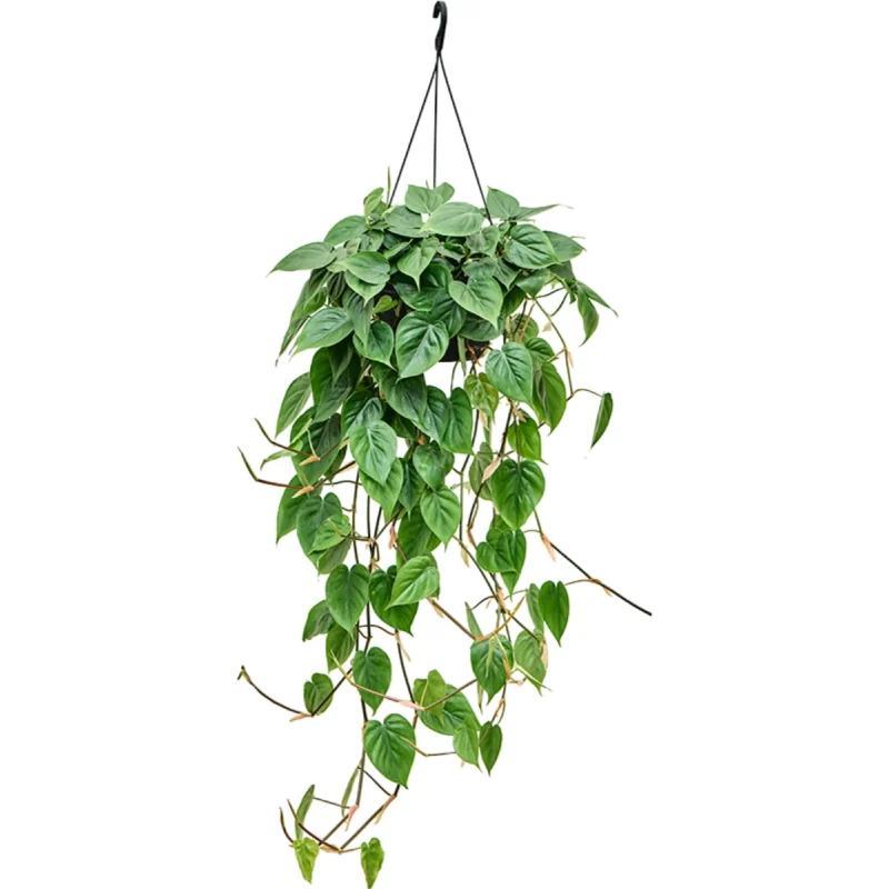 Philodendron scandens (50-60) Hanger