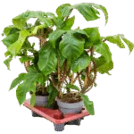 Philodendron squamiferum Rek