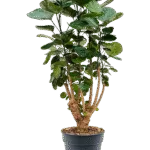 Aralia (Polyscias) ‘Fabian’ Vertakt