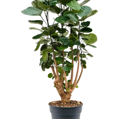 Aralia (Polyscias) ‘Fabian’ Vertakt