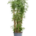 Aralia (Polyscias) ‘Ming’ Vertakt