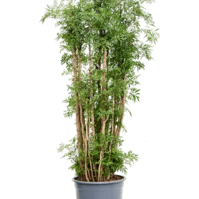 Aralia (Polyscias) ‘Ming’ Vertakt