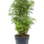 Aralia (Polyscias) ‘Ming’ Vertakt