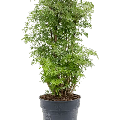 Aralia (Polyscias) ‘Ming’ Vertakt kopen bij Plantscount