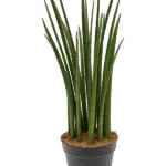 Sansevieria cylindrica ‘Spikes’ Toef