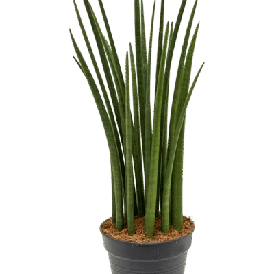 Sansevieria cylindrica ‘Spikes’ Toef