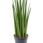 Sansevieria cylindrica ‘Spikes’ Toef