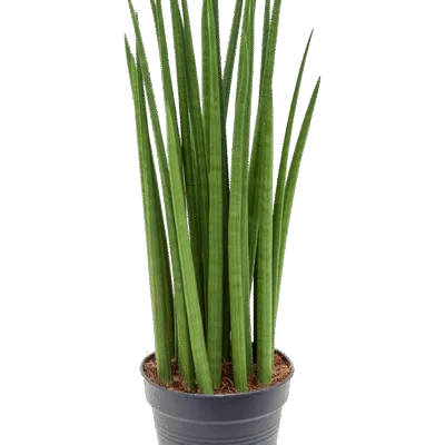 Sansevieria cylindrica ‘Spikes’ Toef