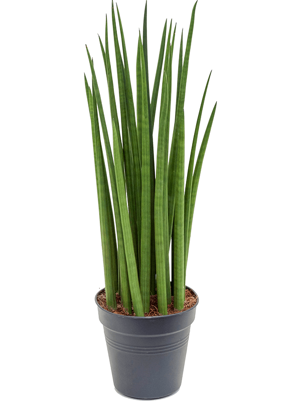 Sansevieria kopen bij Plantscount