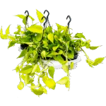 Scindapsus Golden Pothos - Hangplant