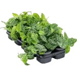 Scindapsus pictus – Satijnplant