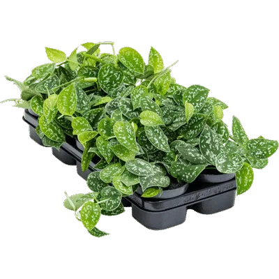 Scindapsus pictus – Satijnplant