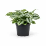 Satijnpothos – ‘Trebie’