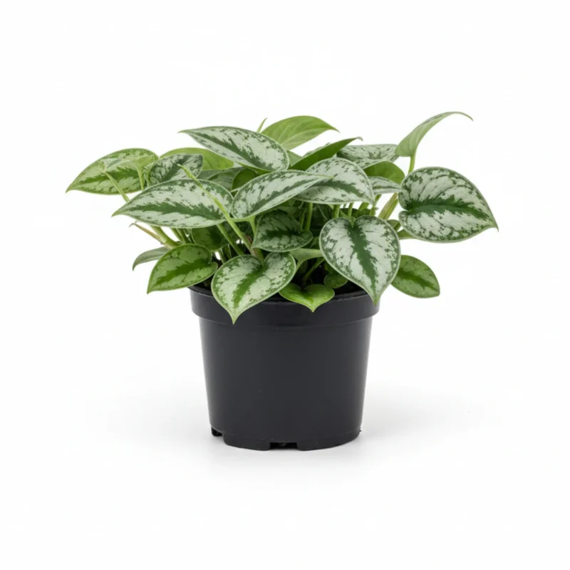 Satijnpothos – ‘Trebie’ kopen bij Plantscount