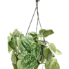 Scindapsus pictus 'Silvery Ann'- Hangplant