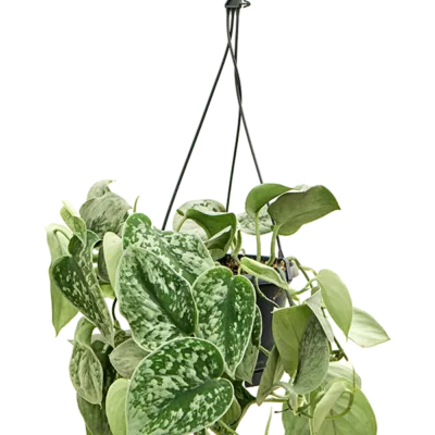 Scindapsus pictus 'Silvery Ann'- Hangplant