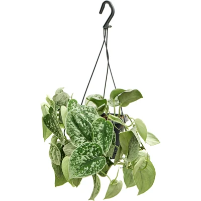Scindapsus pictus 'Silvery Ann' Hanger