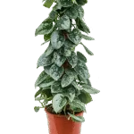 Satijnpothos – ‘Silvery Ann’ Mosstok 60