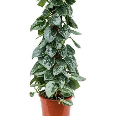 Epipremnum aureum 'silver Ann' op mosstok