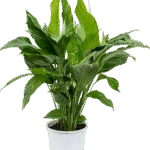 Lepelplant – ‘Sweet Lauretta’ Bush