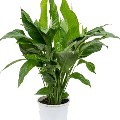 Spathiphyllum 'Sweet Lauretta' Bush