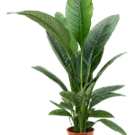 Lepelplant – ‘Sensation’ Bush