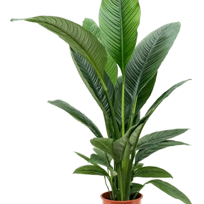 Spathiphyllum 'Sensation'