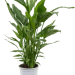 Spathiphyllum 'Sweet Sebastiano'