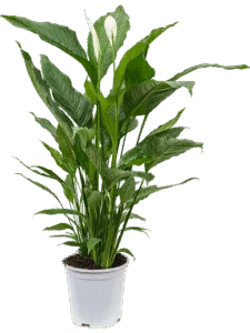 Spathiphyllum Overig