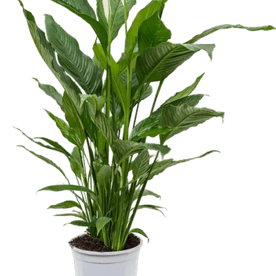 Spathiphyllum 'Sweet Sebastiano'
