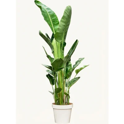 Strelitzia nicolai (220-250) 6pp