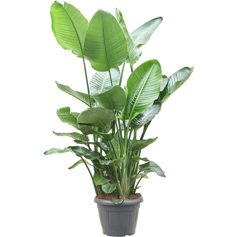 Paradijsvogelplant – 9ppp kopen bij Plantscount