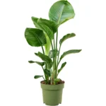 Paradijsvogelplant – 3pp