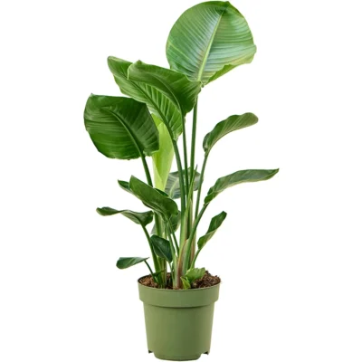 Paradijsvogelplant – 3pp