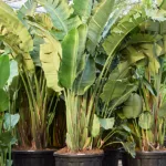 Strelitzia nicolai (320-350cm)