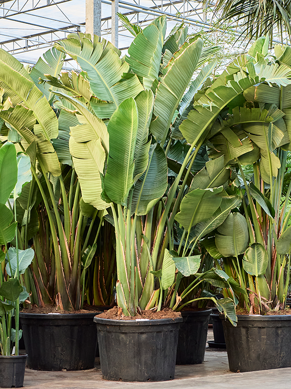 Strelitzia Nicolai kopen bij Plantscount