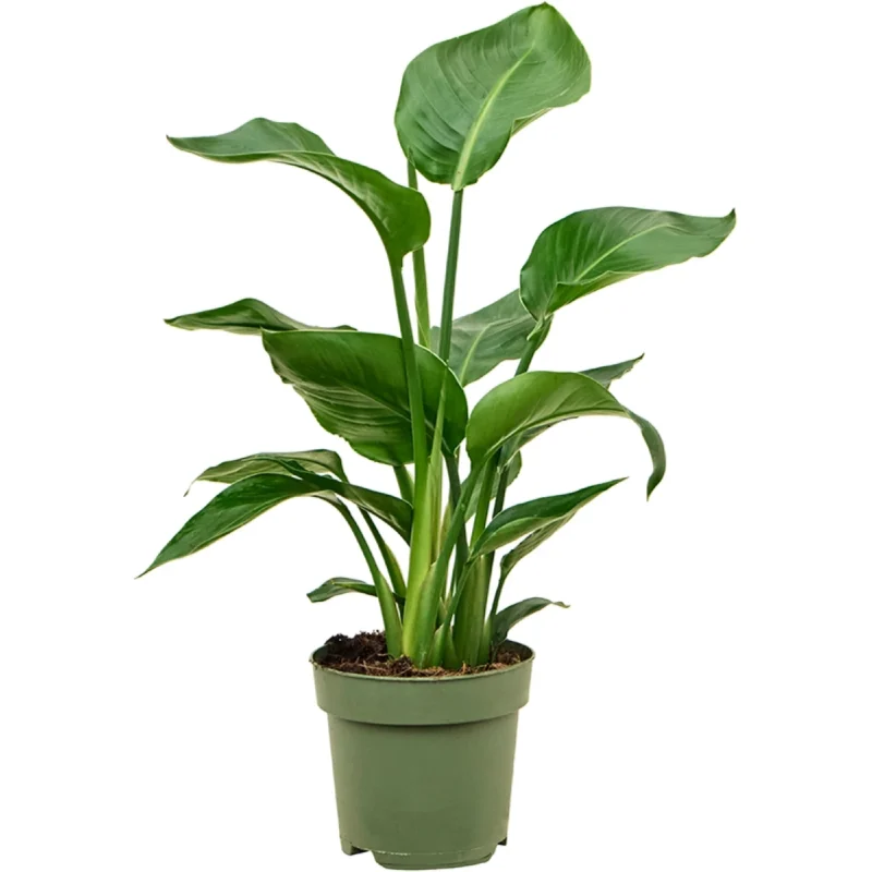 Paradijsvogelplant – 3pp kopen bij Plantscount