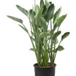 Strelitzia reginae Toef