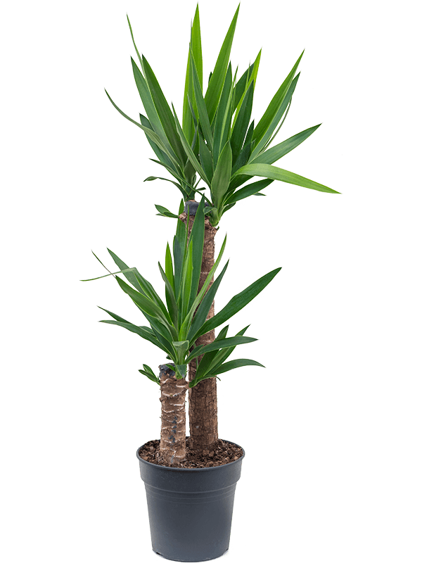 Palmlelie – 60-30 kopen bij Plantscount