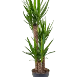 Palmlelie – 90-60-30