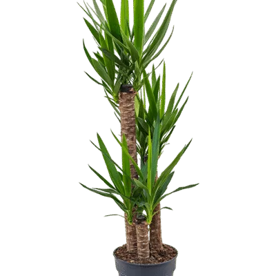 Palmlelie – 90-60-30